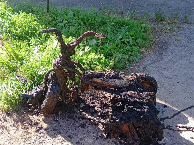 Фото: «РВК Архангельск».